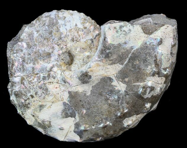 Nice Discoscaphites Gulosus Ammonite - South Dakota #43663